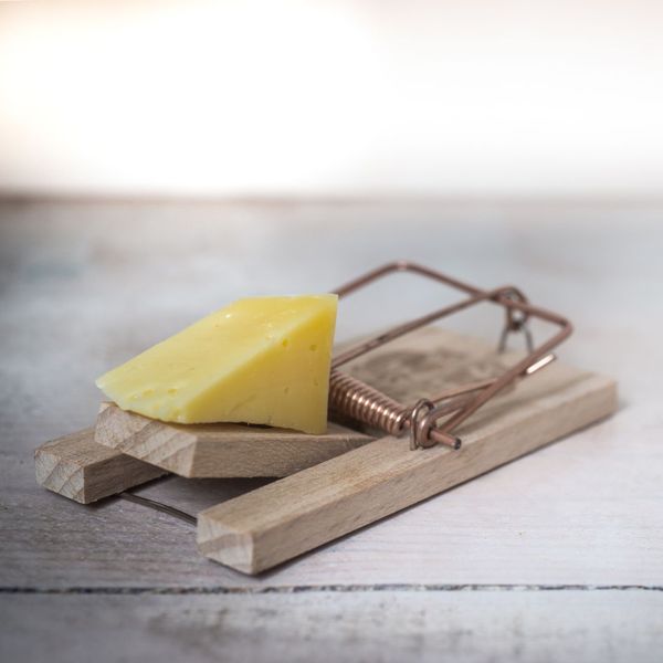 Rodent Perimeter Defense in Pest Control Contact Us BugPro Inc.